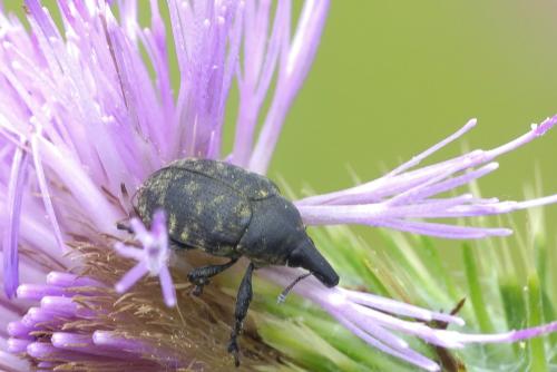 Réf. 210 498 : Larinus turbinatus